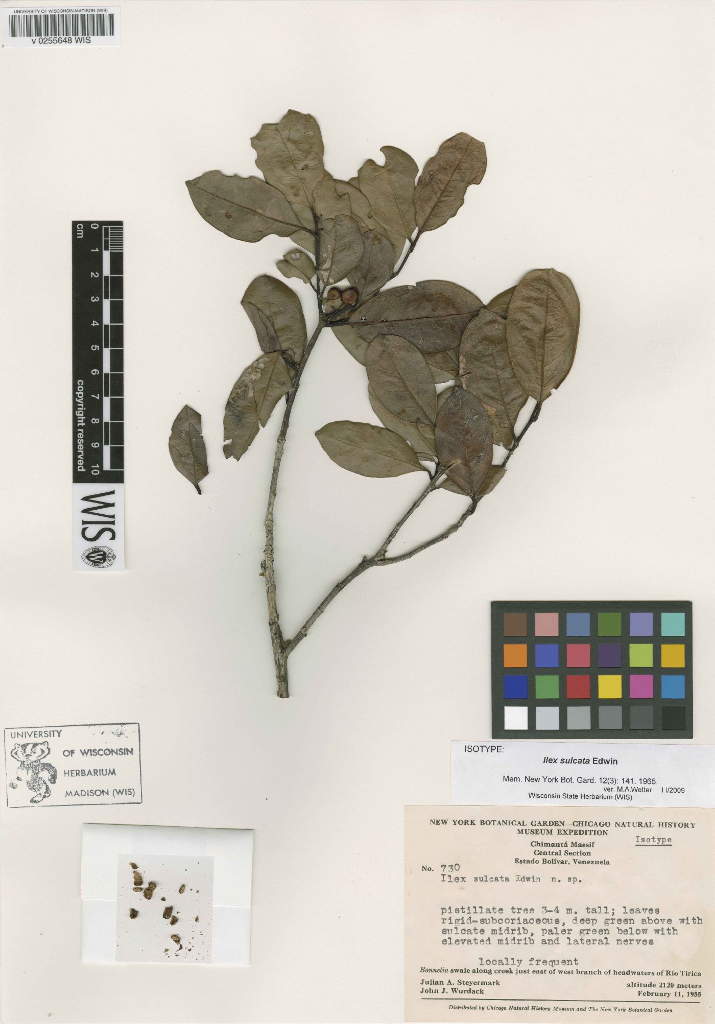 Ilex chimantaensis image