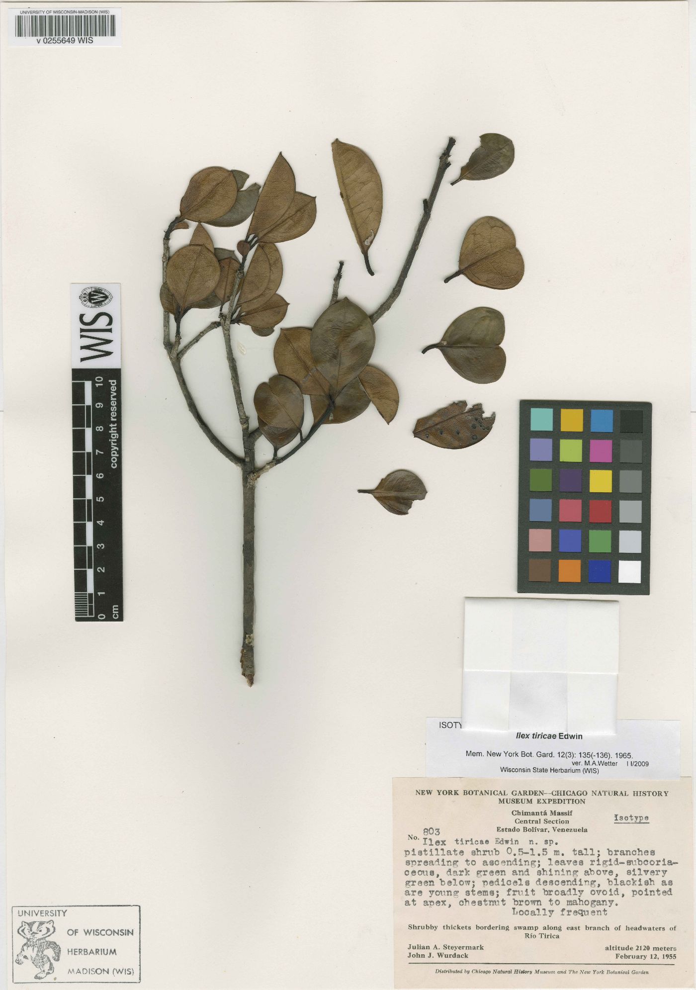 Ilex tiricae image