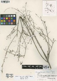 Image of Crossopetalum parvifolium