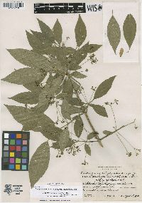 Euonymus atropurpureus var. cheatumii image