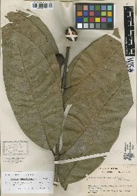 Tontelea mauritioides image