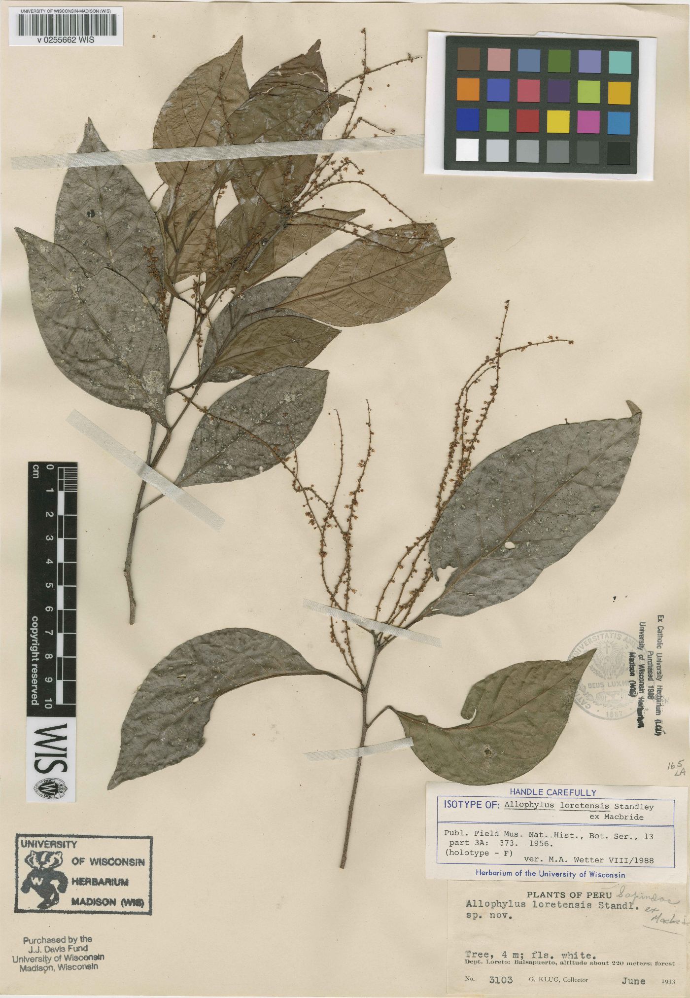 Allophylus loretensis image