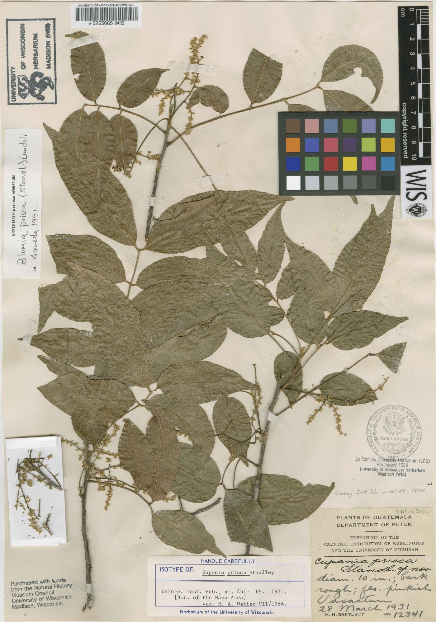 Blomia prisca image