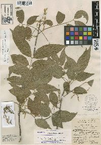 Blomia prisca image