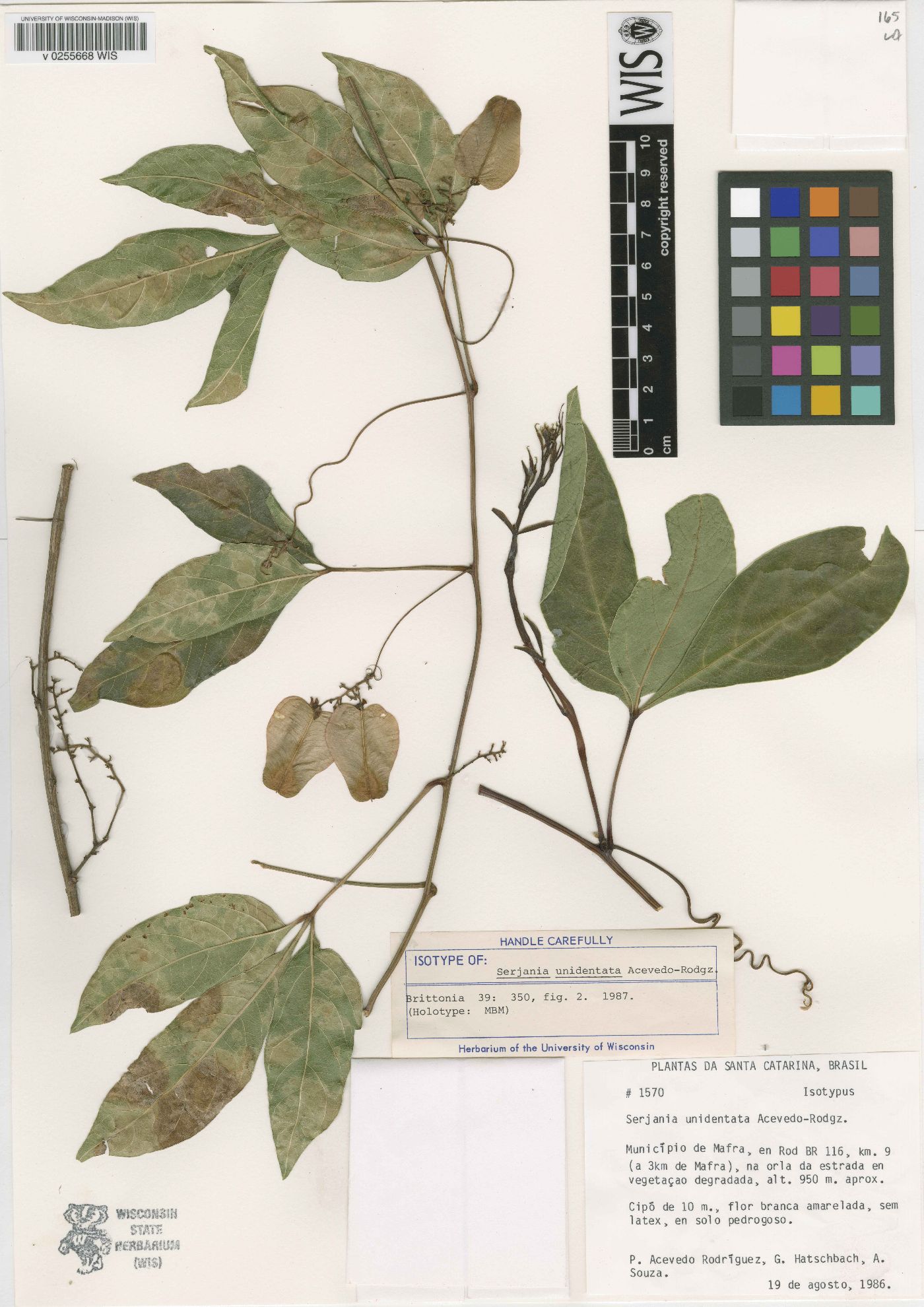 Serjania unidentata image