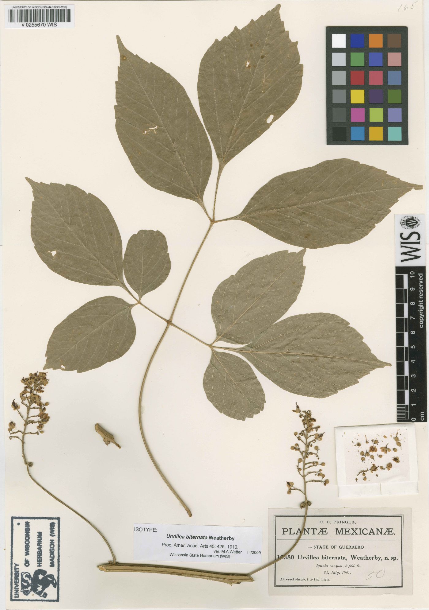 Urvillea biternata image