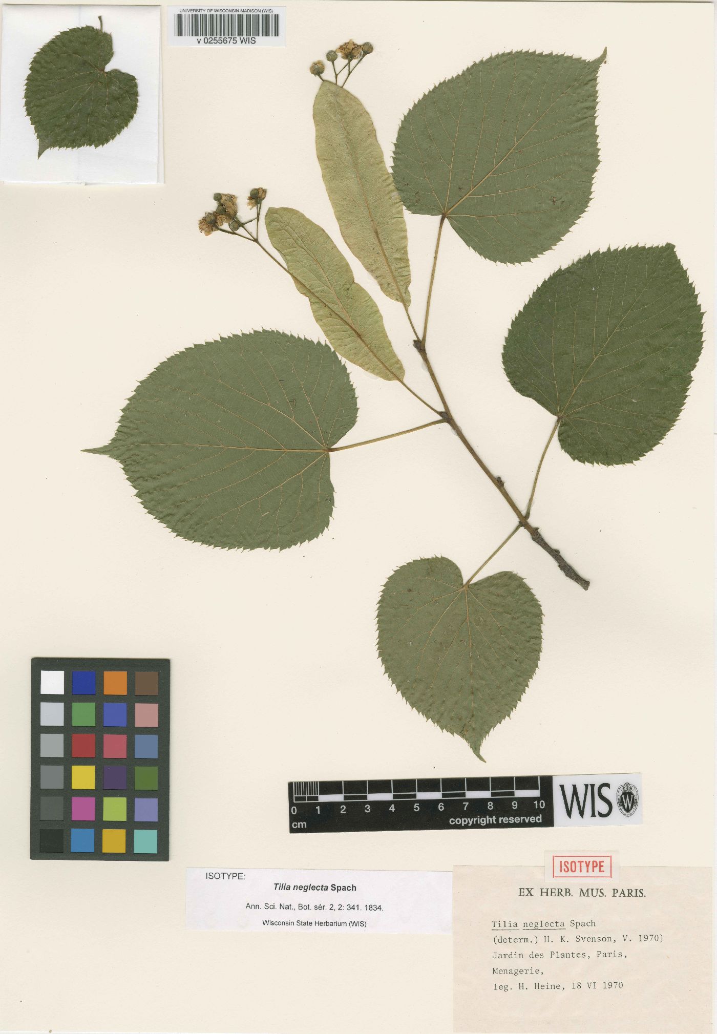 Tilia neglecta image