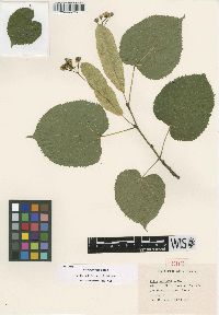 Tilia neglecta image