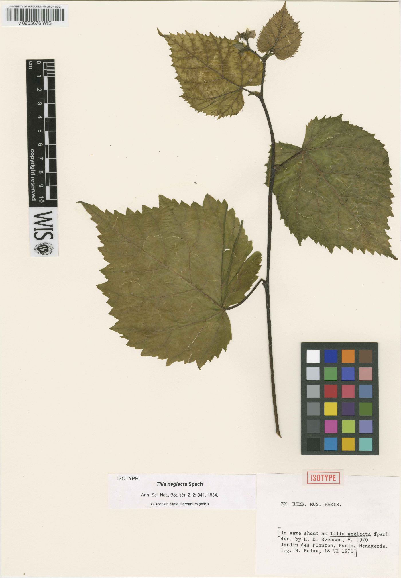 Tilia neglecta image