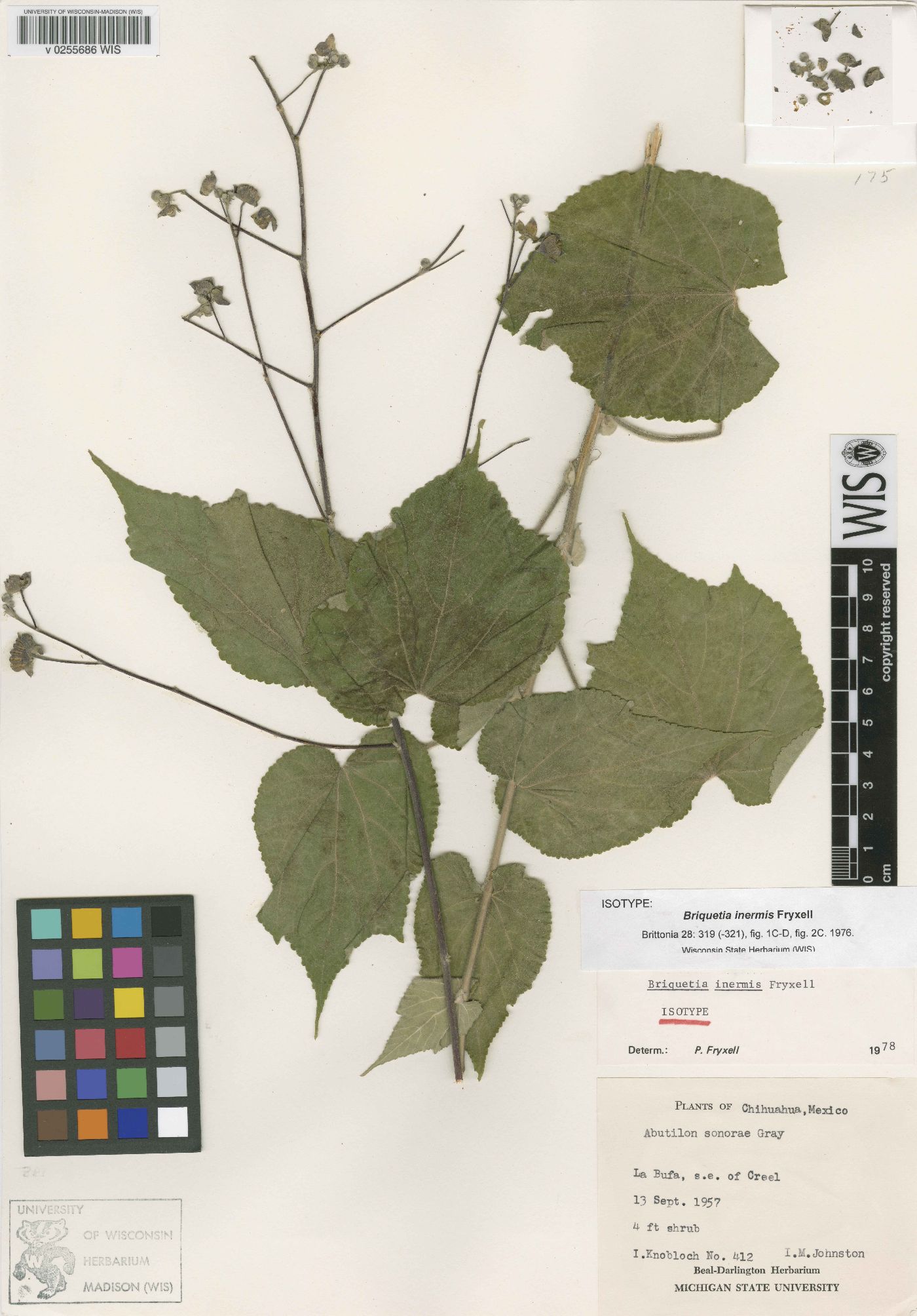 Briquetia inermis image