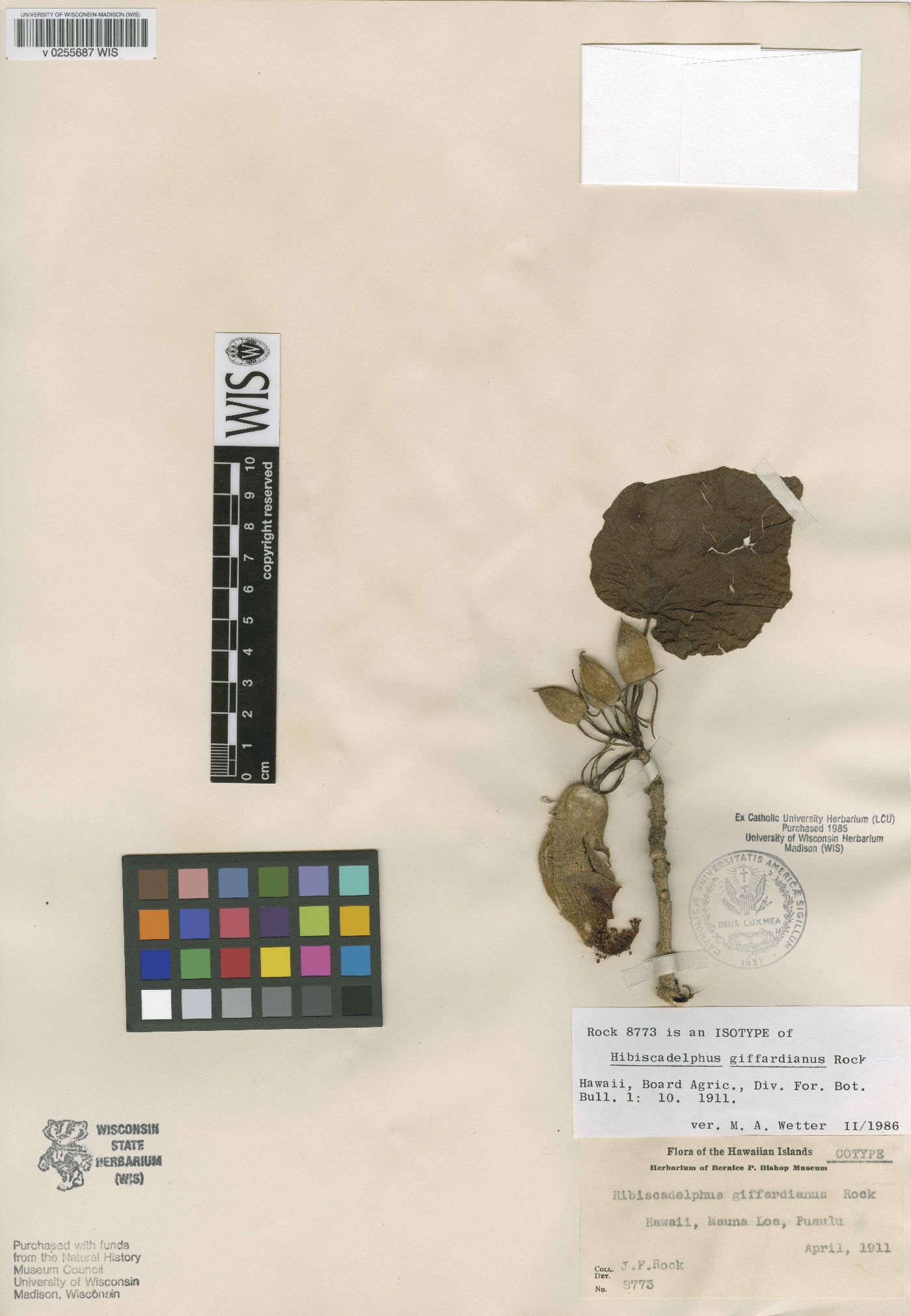 Hibiscadelphus image