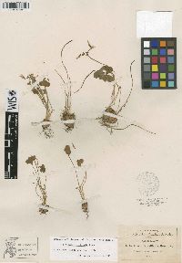 Oxalis latifolia image