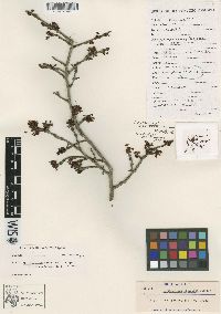 Erythroxylum pacificum image