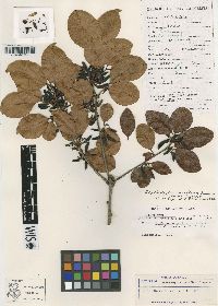 Erythroxylum pacificum image