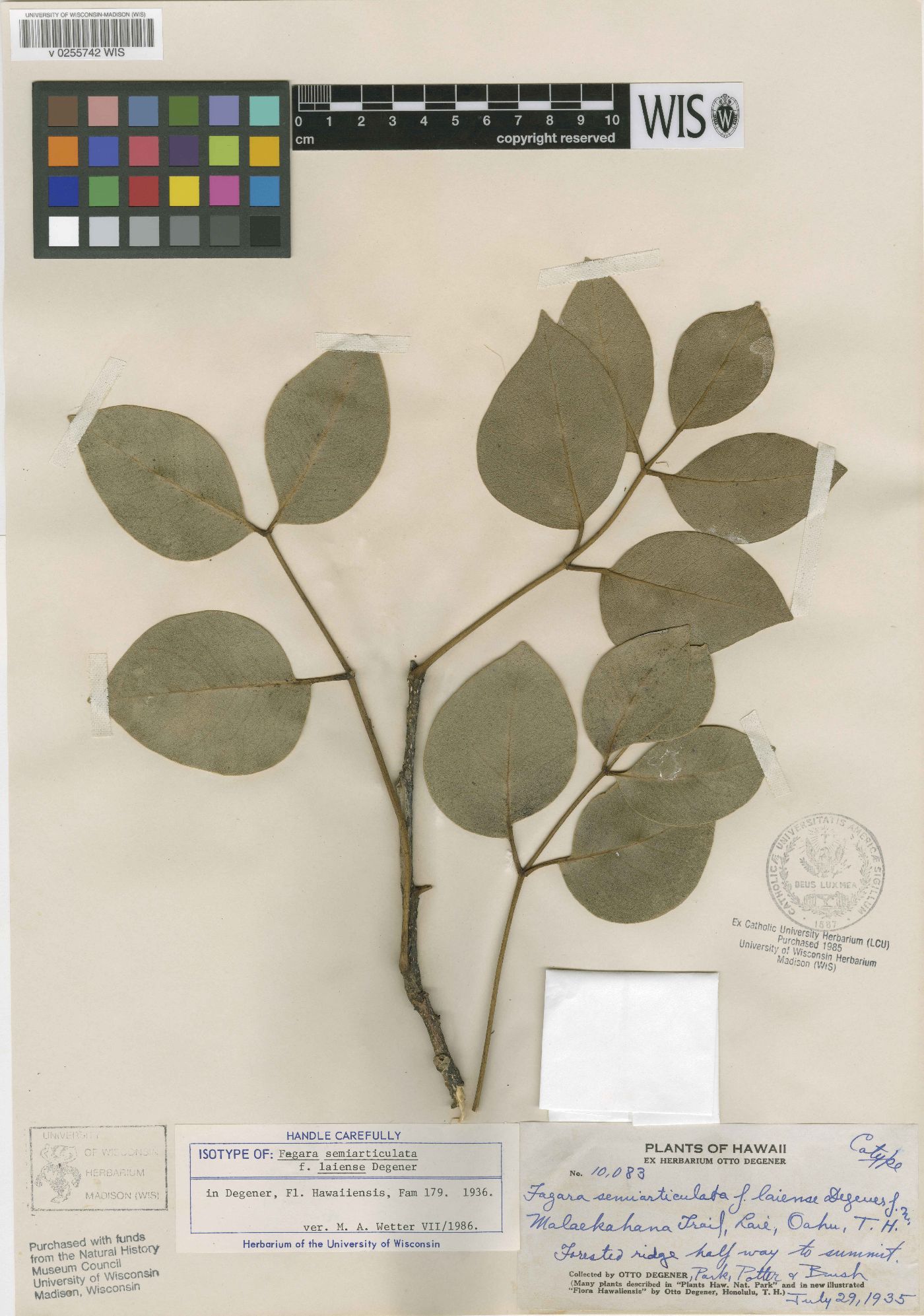 Fagara semiarticulata image