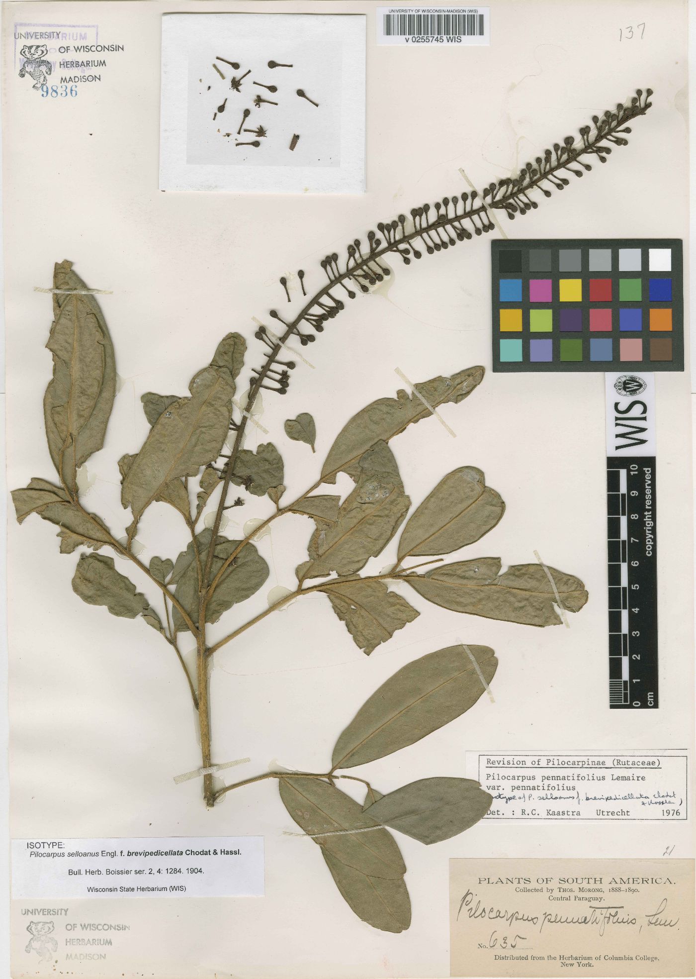 Pilocarpus pennatifolius image