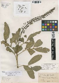 Image of Pilocarpus pennatifolius