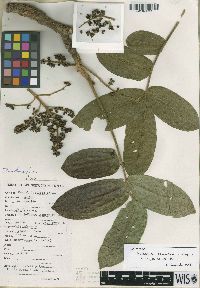 Image of Zanthoxylum albuquerquei