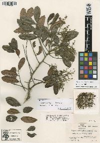 Zanthoxylum rhoifolium image