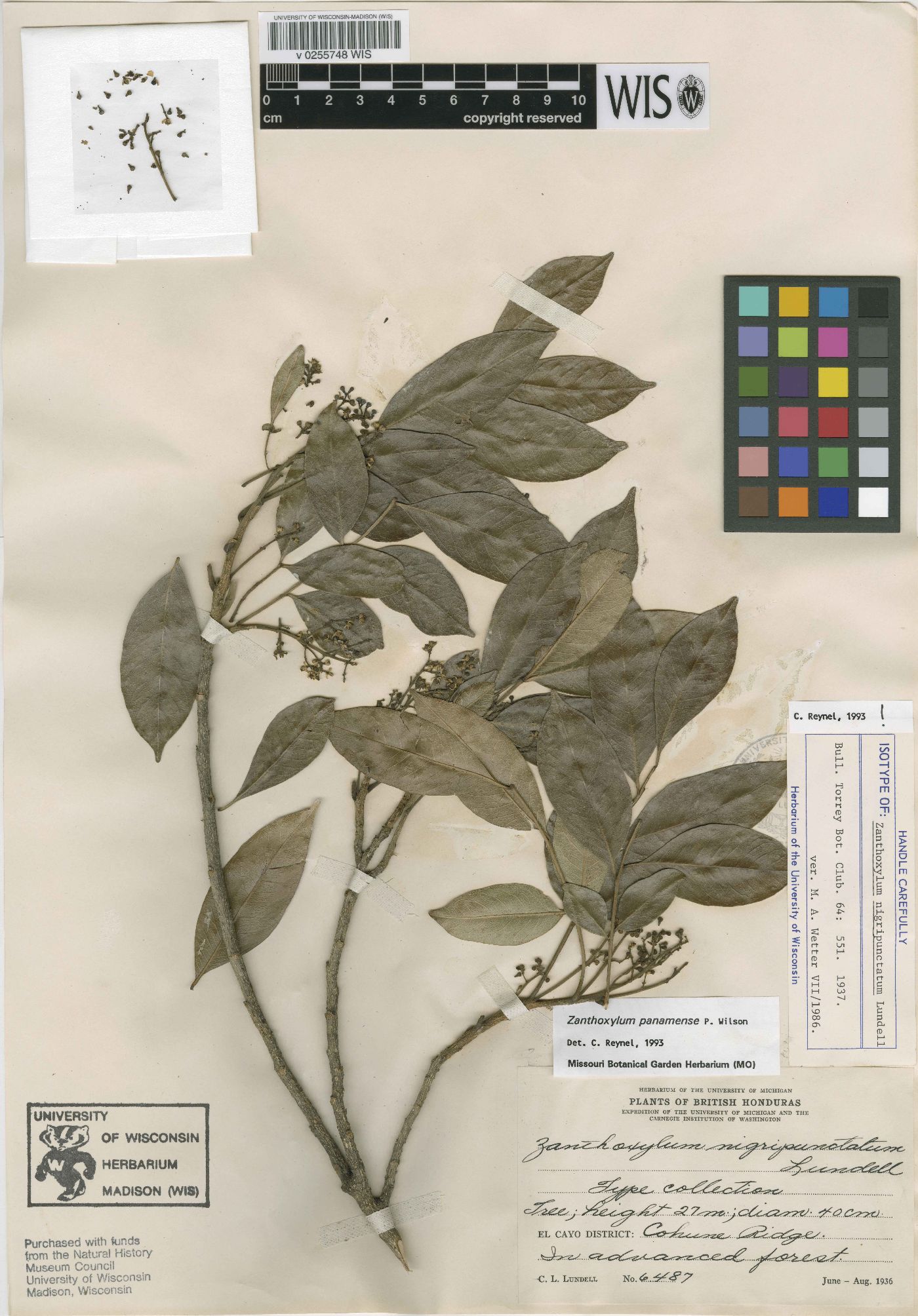 Zanthoxylum panamense image
