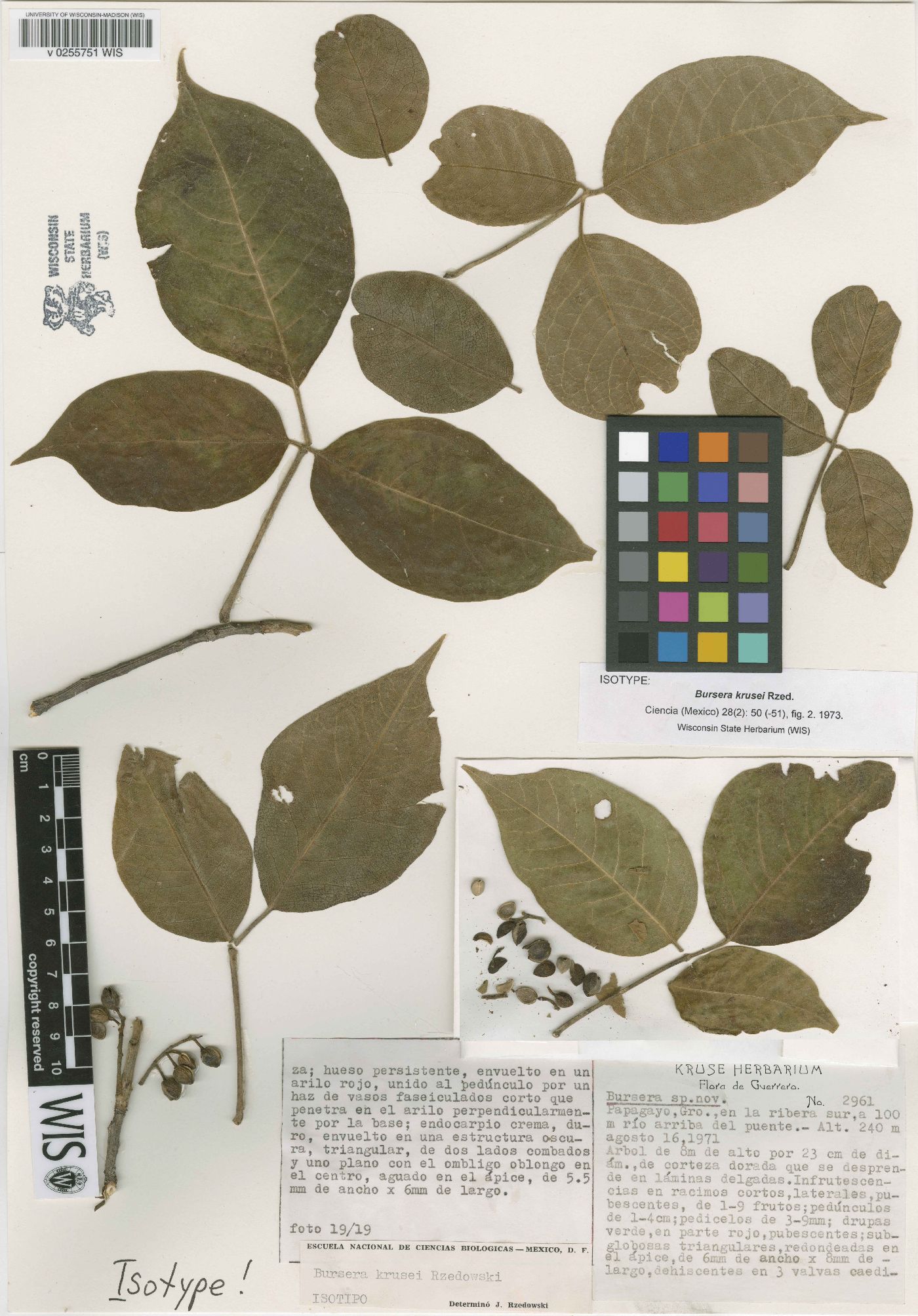 Bursera krusei image
