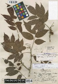 Trichilia erythrocarpa image