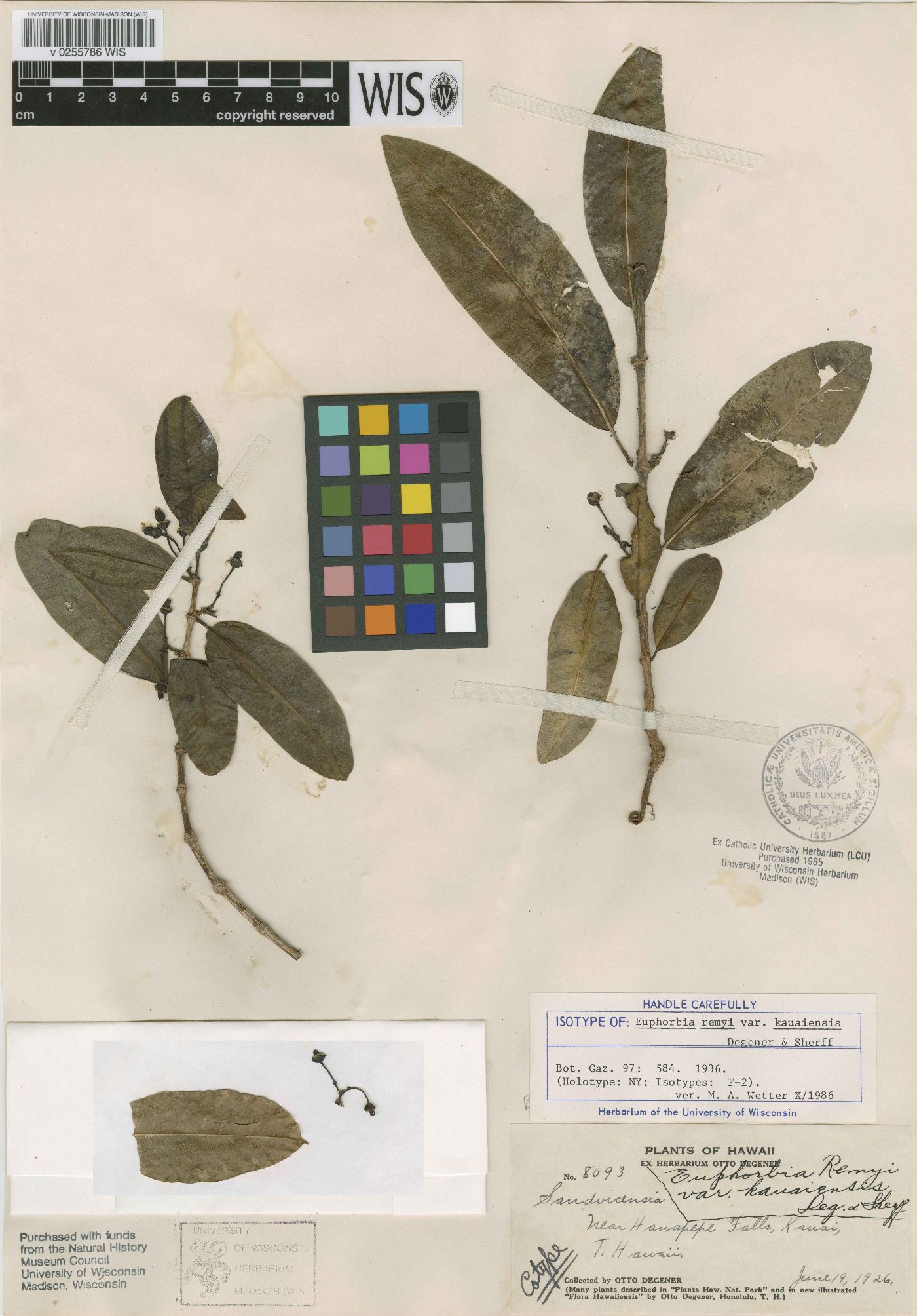 Euphorbia remyi var. kauaiensis image