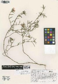 Sida brachystemon image