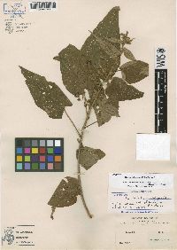 Wissadula grandifolia image