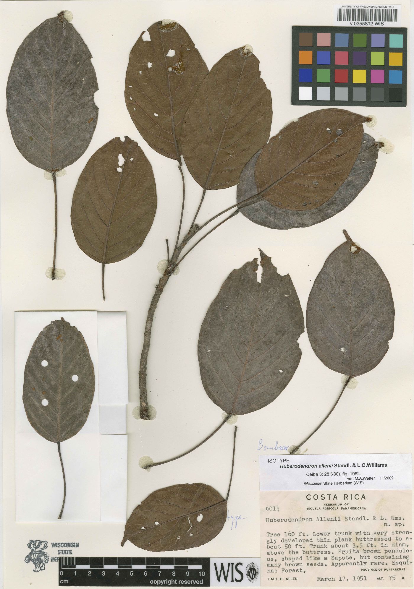 Huberodendron image