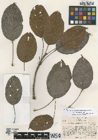 Huberodendron allenii image