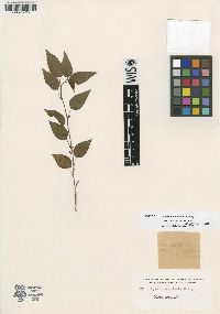 Ayenia acuminata image