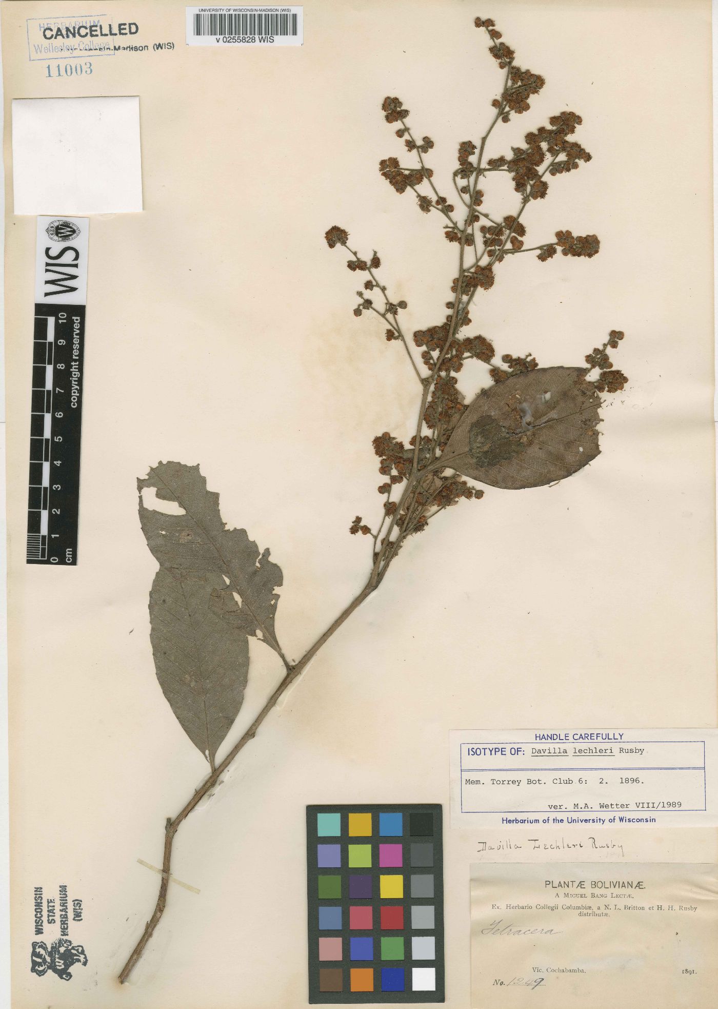 Tetracera parviflora image