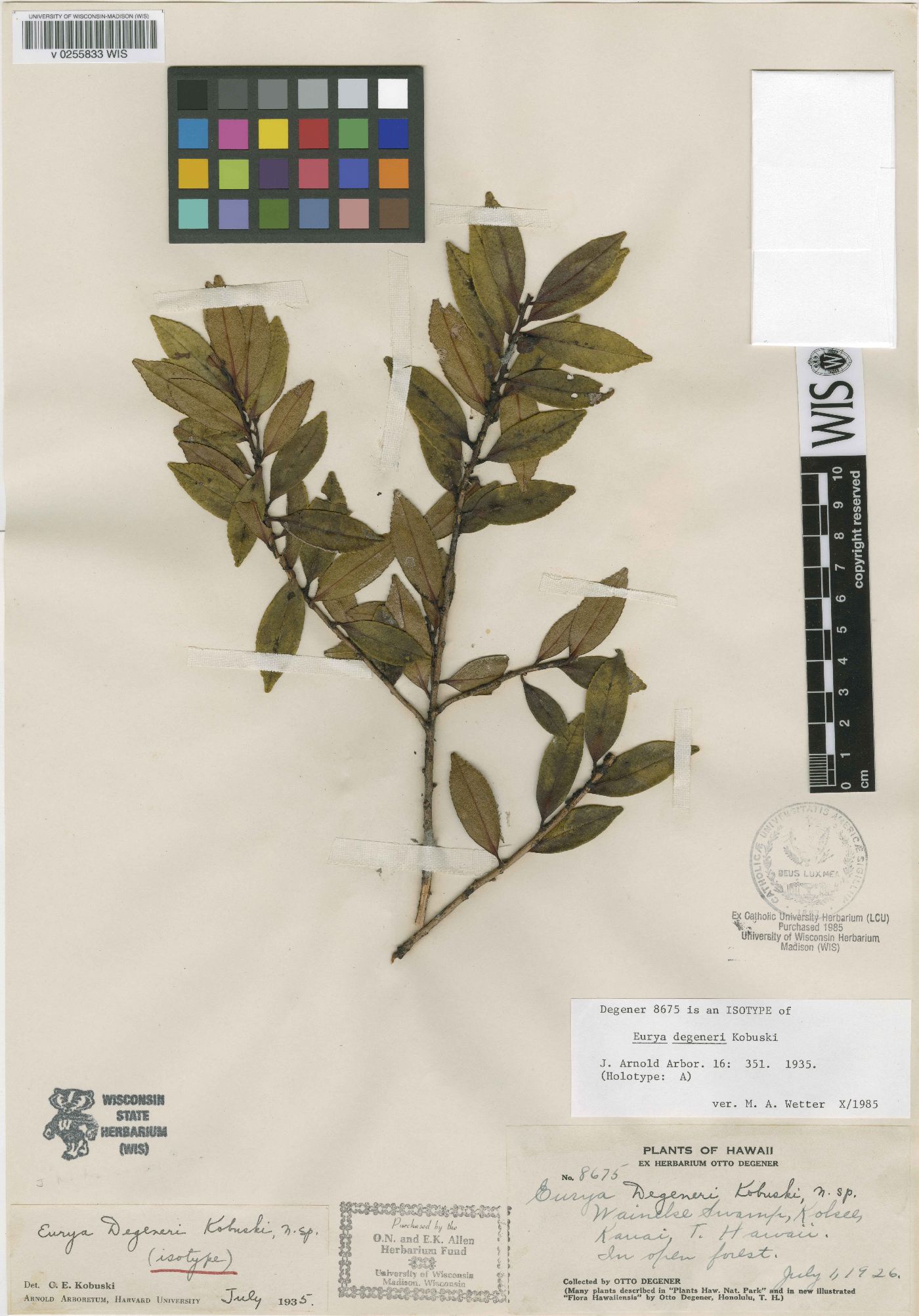 Eurya degeneri image