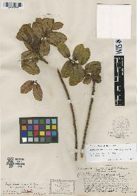 Eurya sandwicensis image