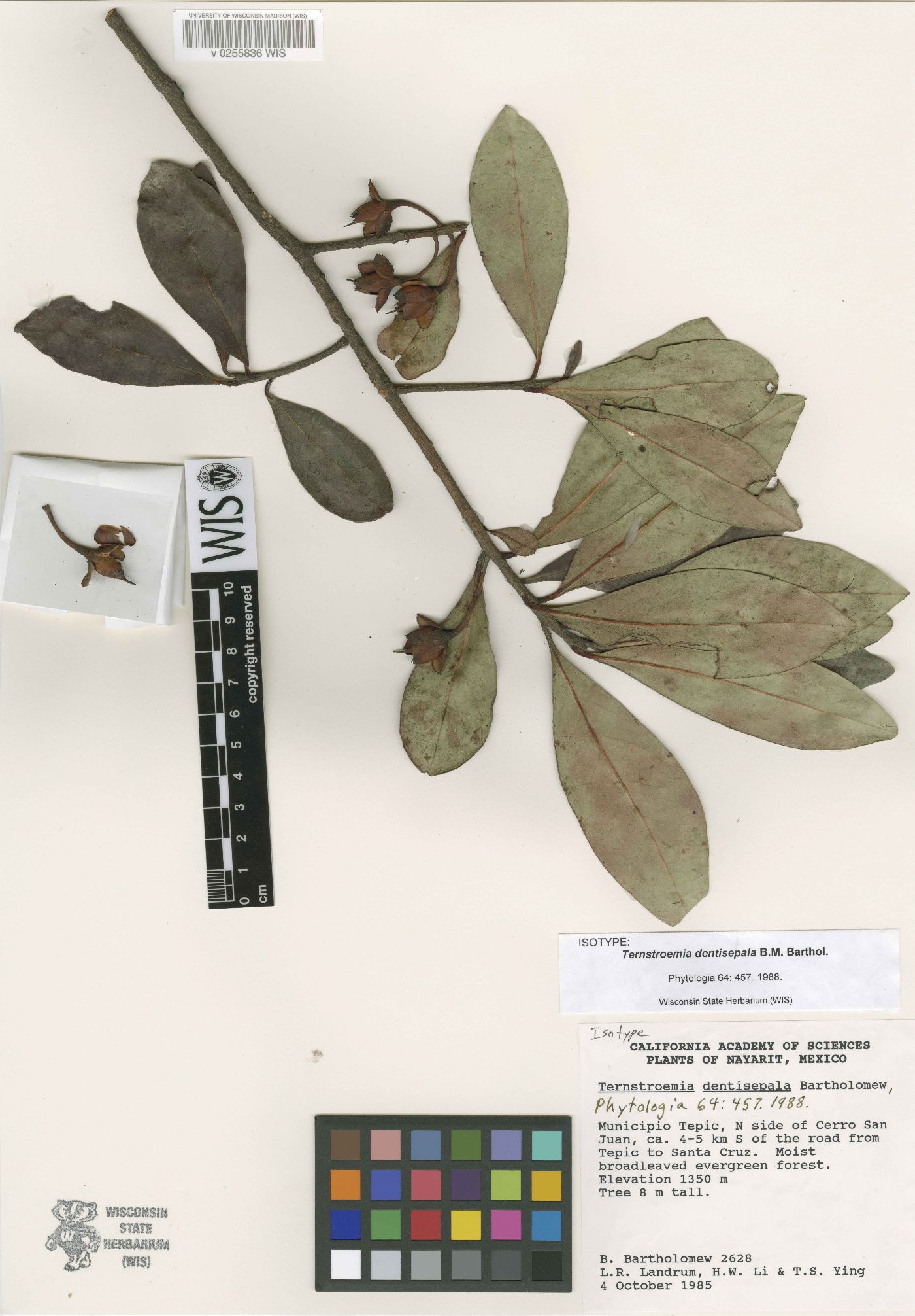 Ternstroemia dentisepala image