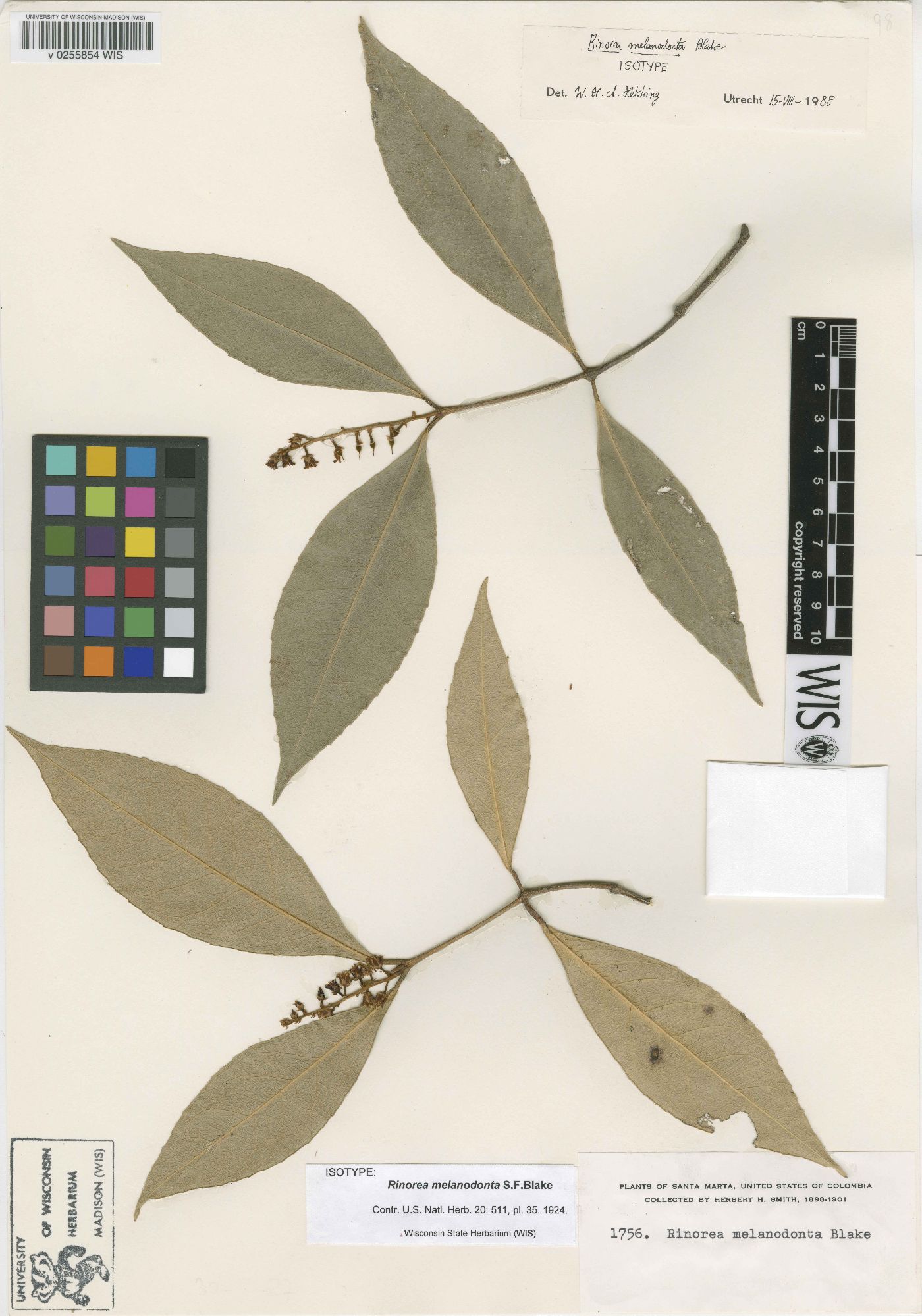 Rinorea melanodonta image