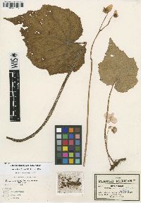 Begonia pudica image