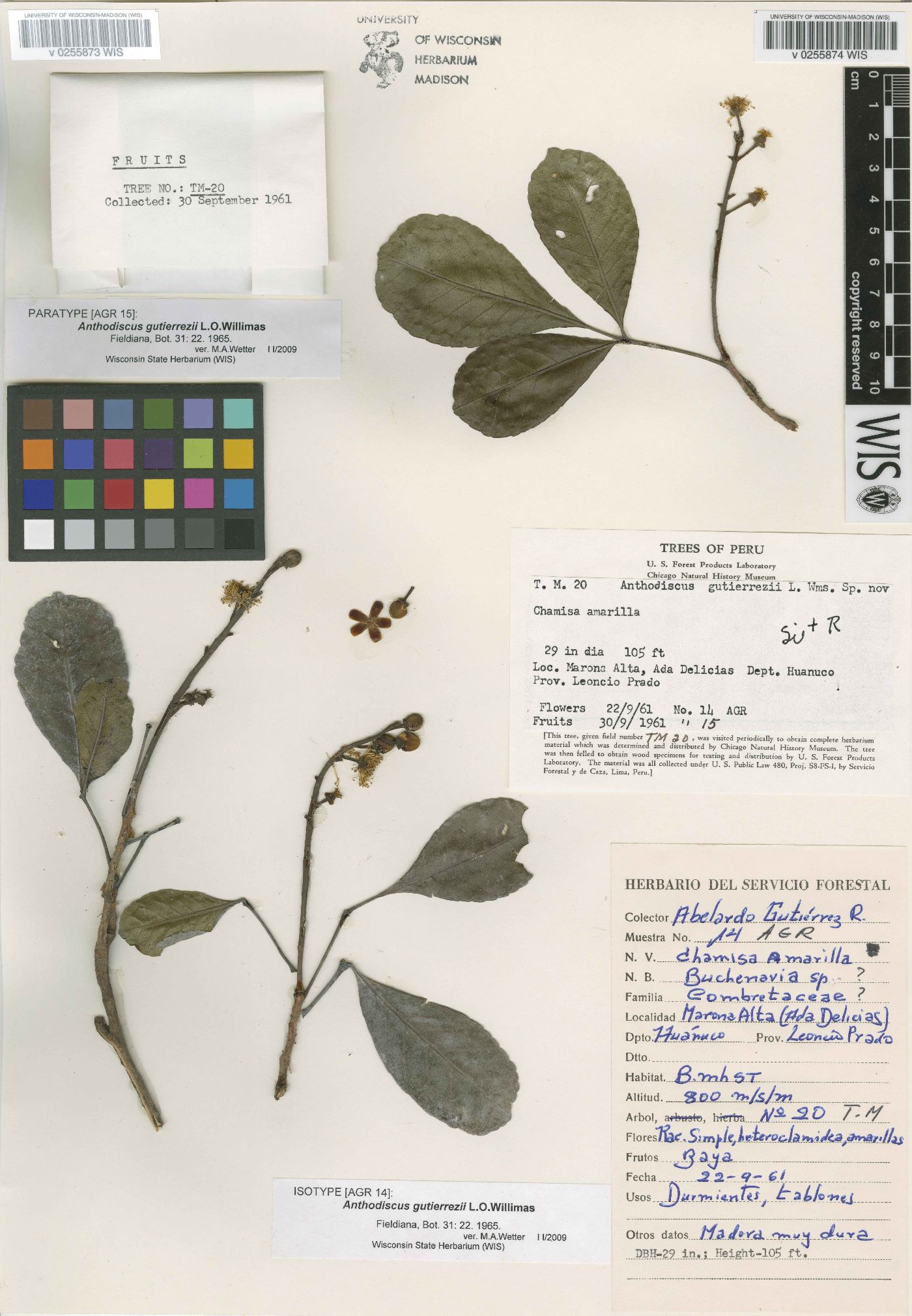 Anthodiscus peruanus image