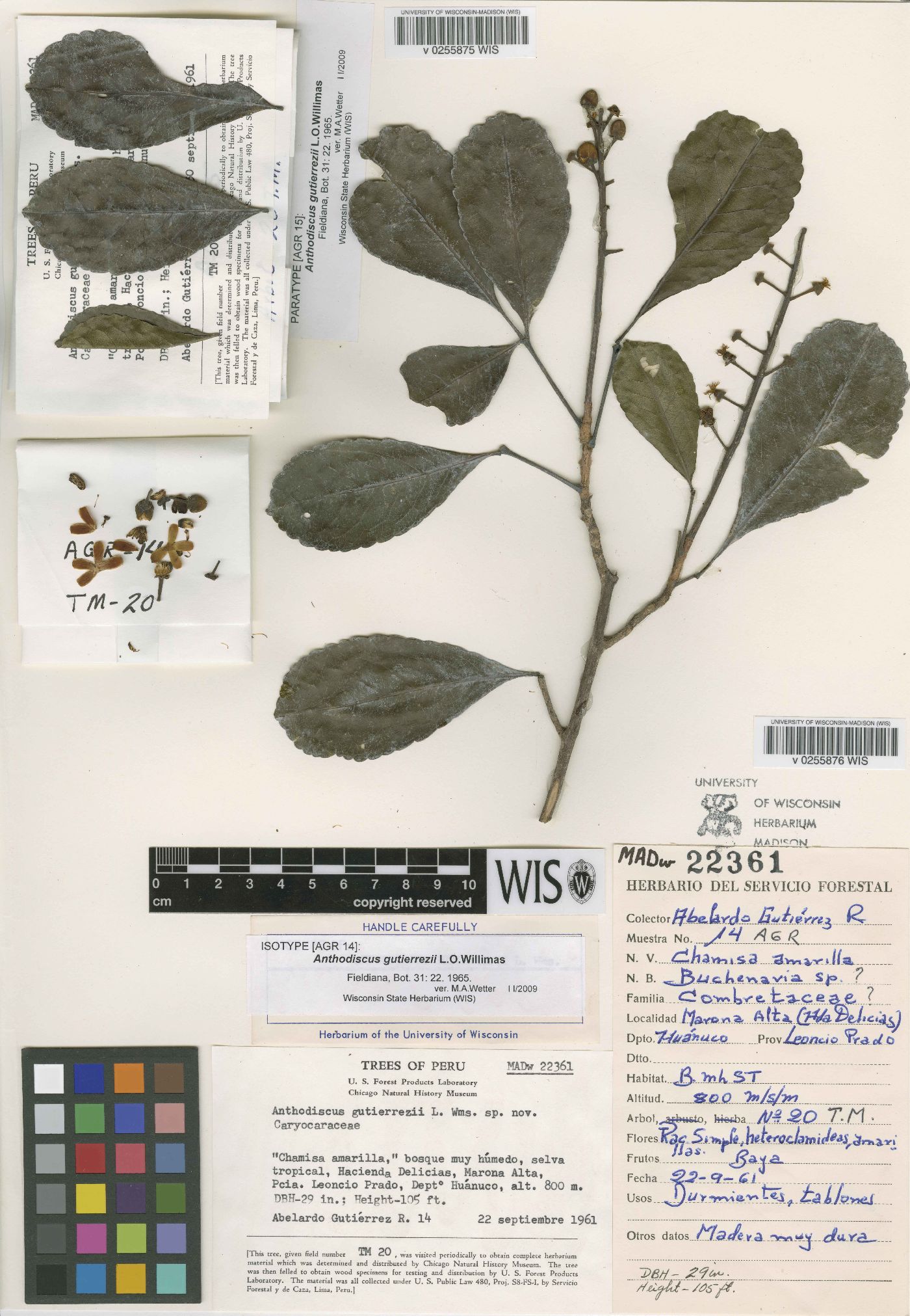 Caryocaraceae image