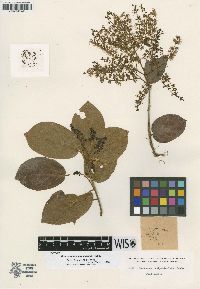 Combretum decandrum image