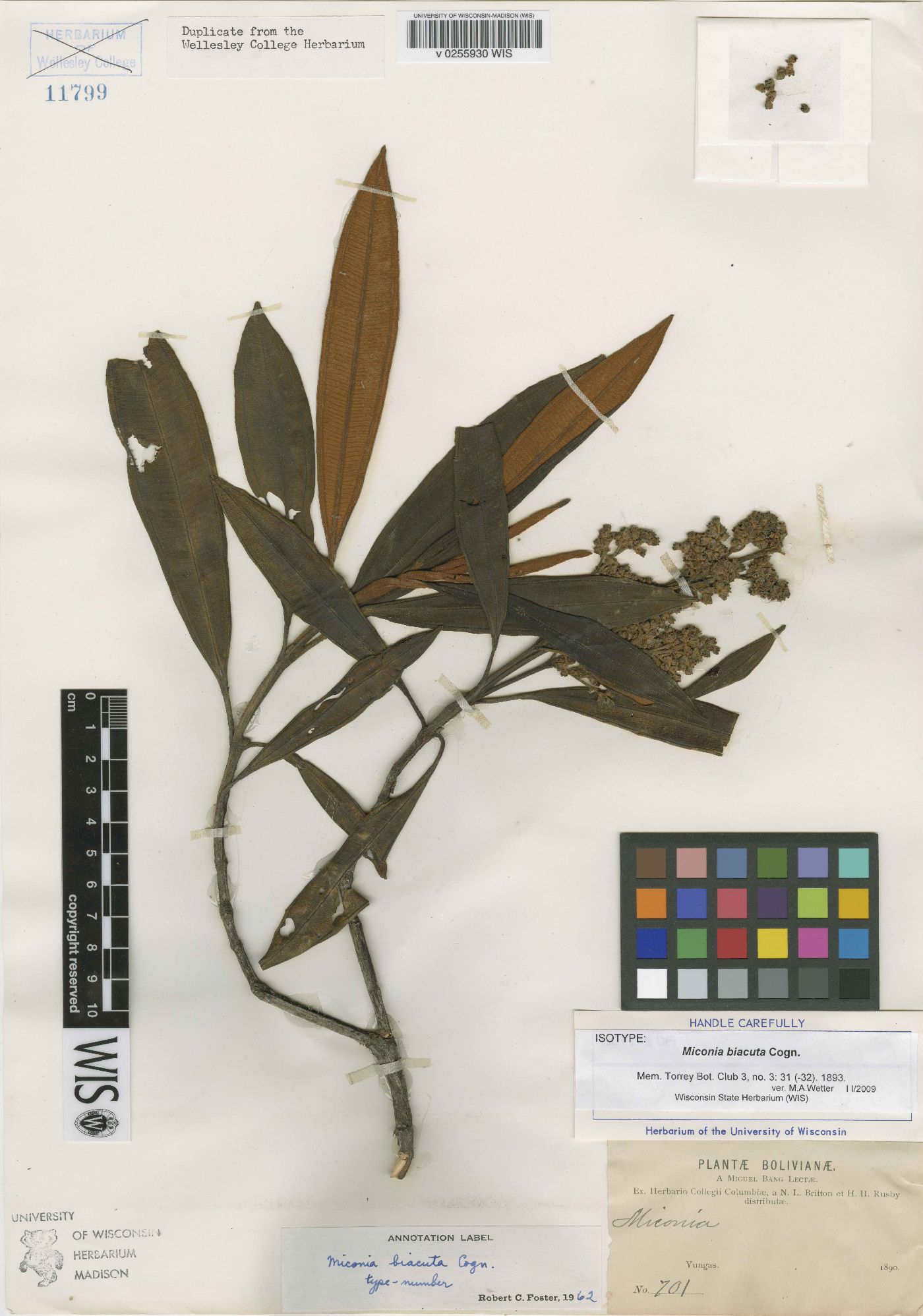 Miconia biacuta image