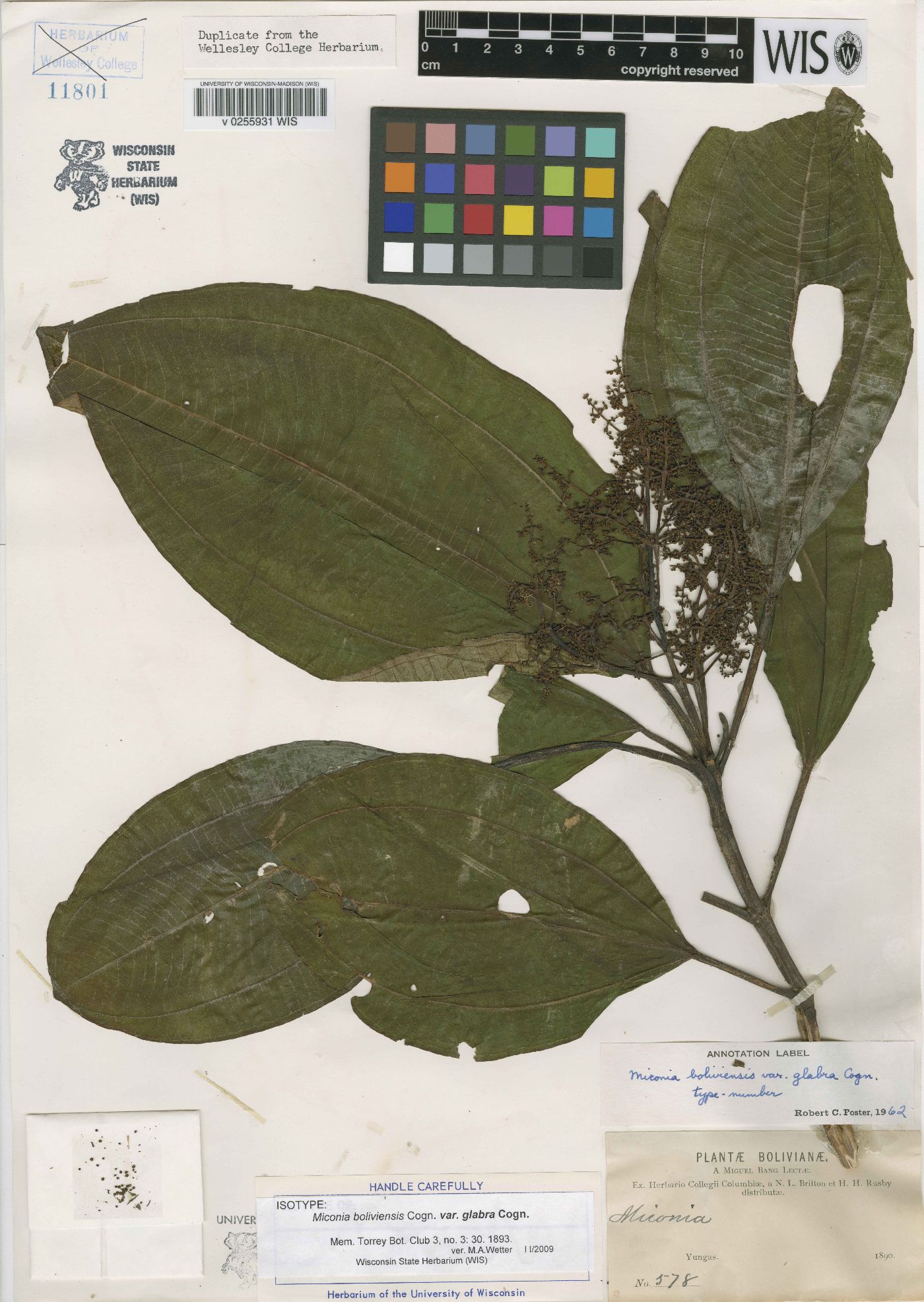 Miconia boliviensis image