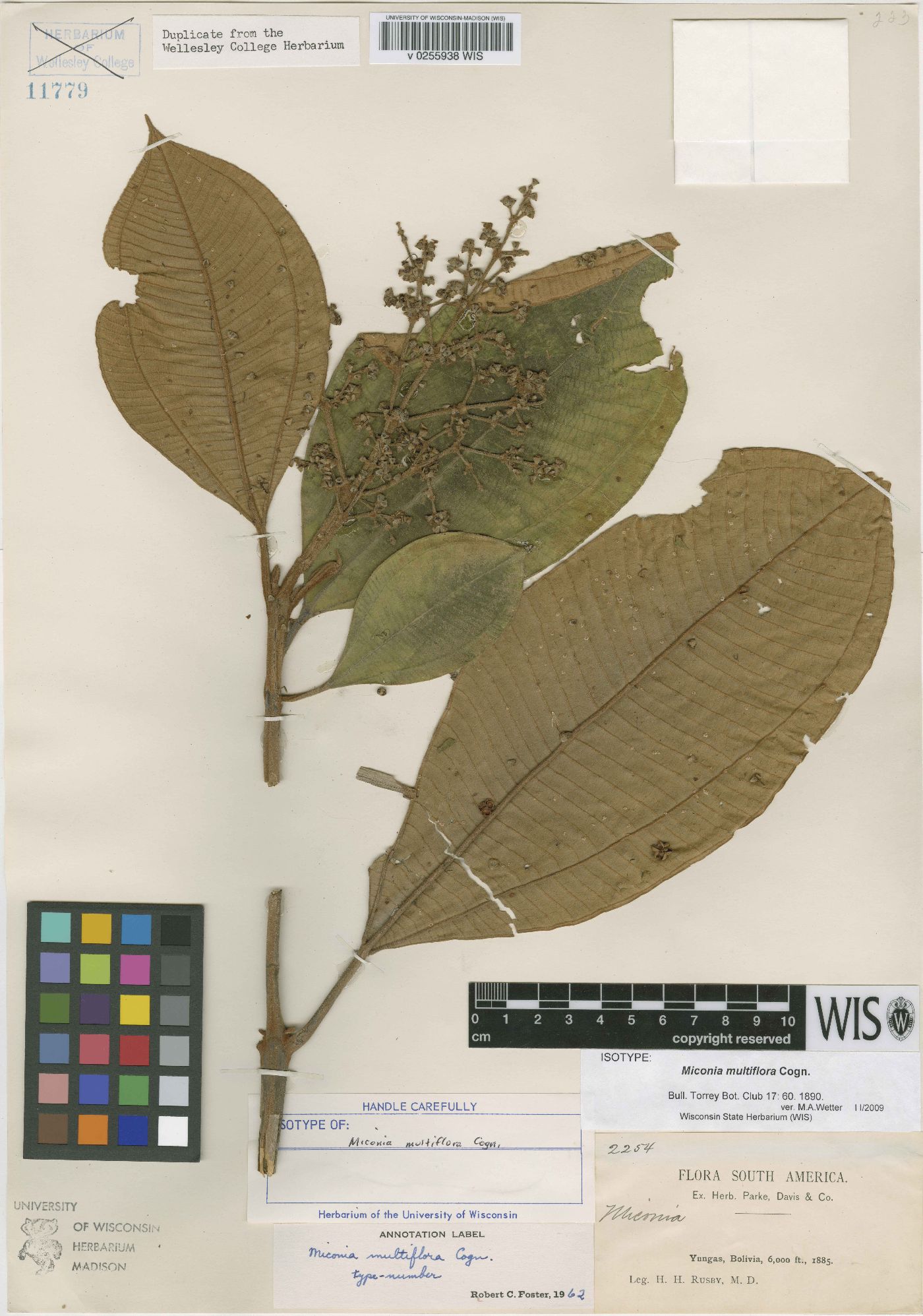 Miconia multiflora image