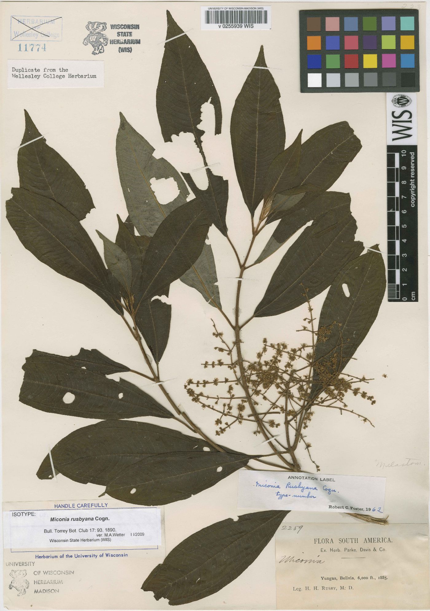 Miconia rusbyana image