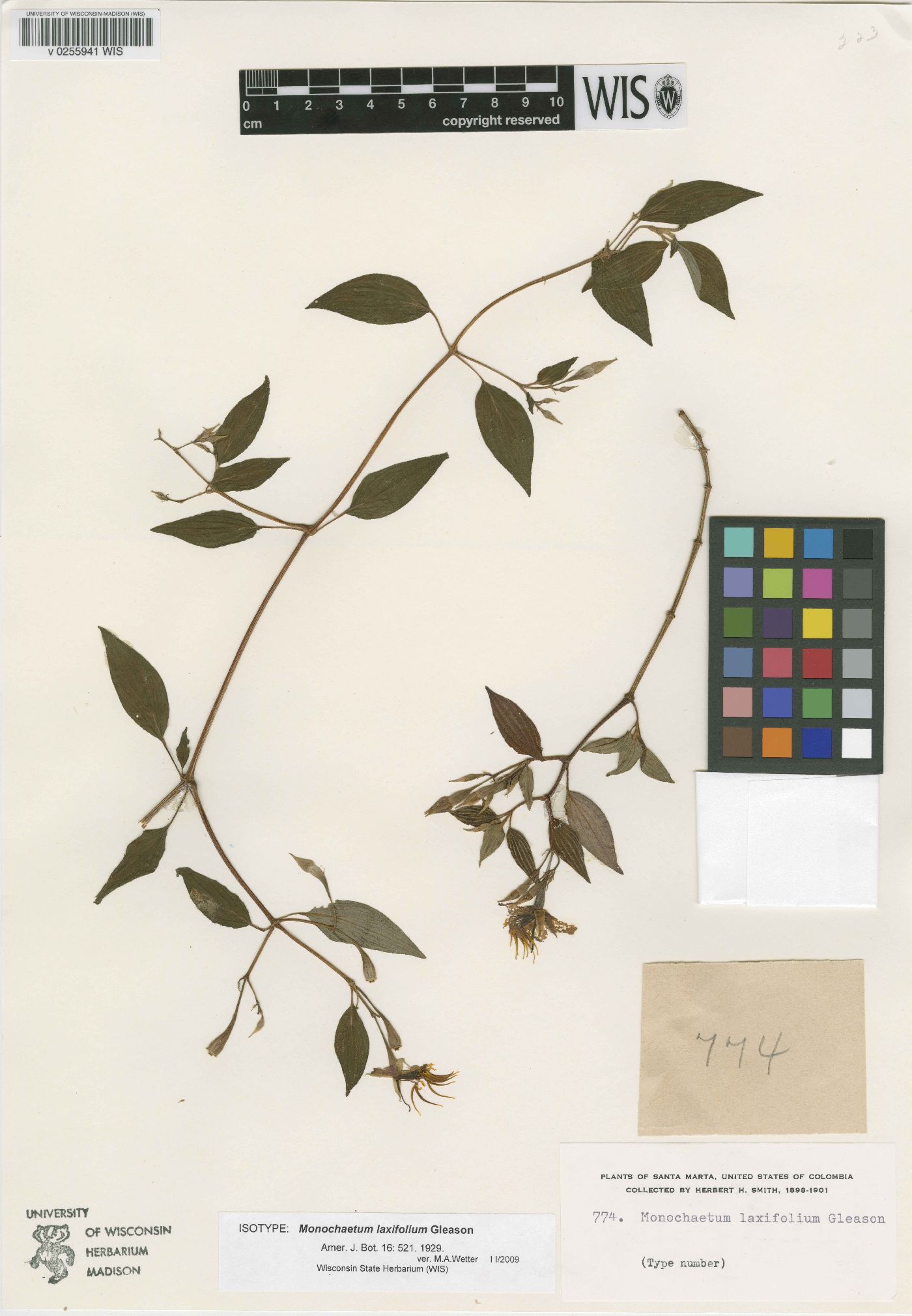 Monochaetum laxifolium image