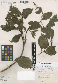 Image of Fuchsia furfuracea