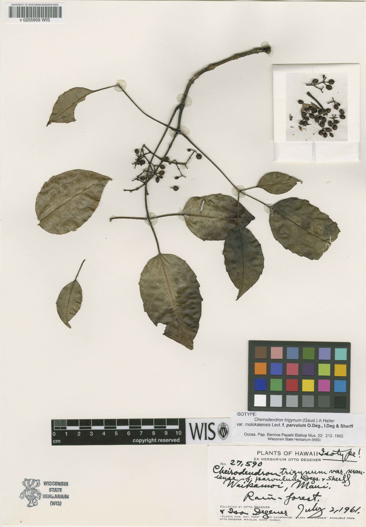 Cheirodendron trigynum subsp. trigynum image