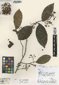 Ardisia mexicana subsp. siltepecana image