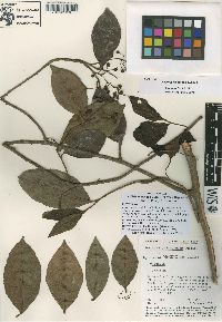 Ardisia mexicana subsp. siltepecana image